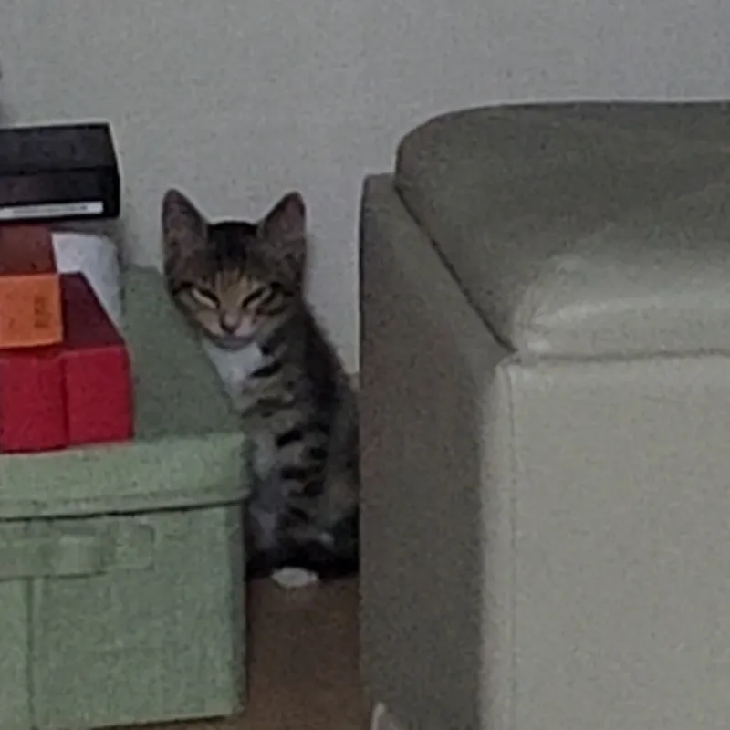 겁에 질린 눈으로 구석에 웅크린 아기 고양이 가지