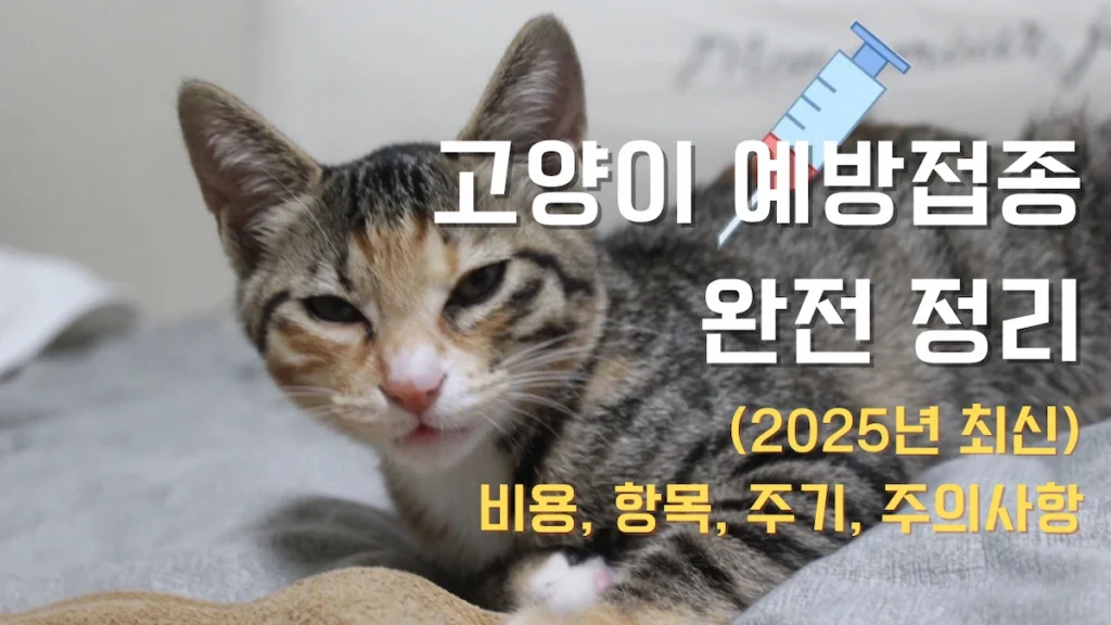 주사기로 백신을 맞고있는 고양이의 모습. 고양이의 건강한 삶을 위해 예방접종은 필수임을 나타냅니다. 포스팅의 썸네일 사진입니다.